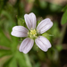Geranium carolinianum - Photo (c) arenicola, todos os direitos reservados, uploaded by arenicola