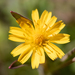 Weedy Dwarfdandelion - Photo (c) arenicola, all rights reserved, uploaded by arenicola