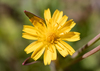 Weedy Dwarfdandelion - Photo (c) Grayson Lee Sasser, all rights reserved, uploaded by Grayson Lee Sasser