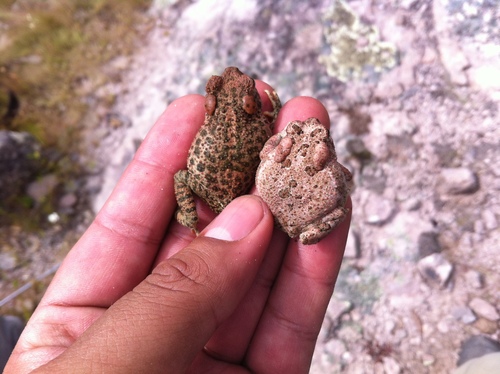 Southwestern Toad