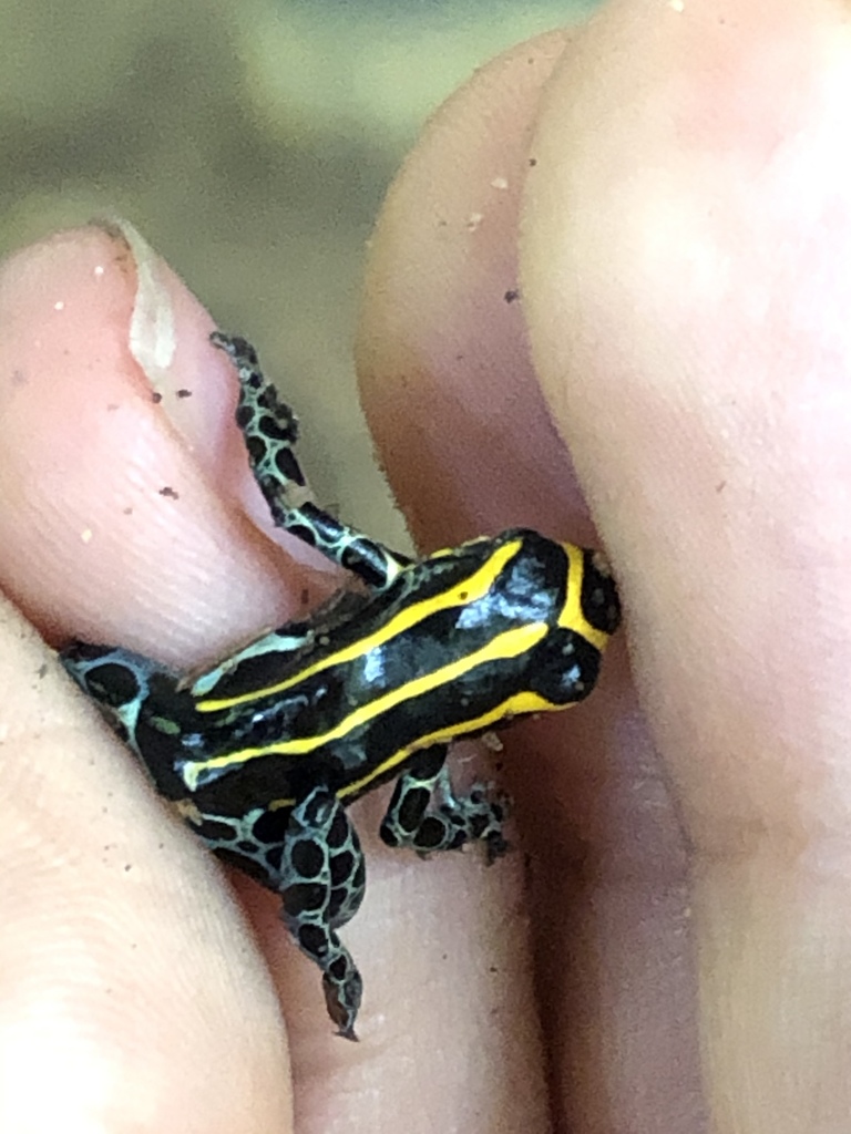 Variable Poison Frog (Ranitomeya variabilis) · iNaturalist