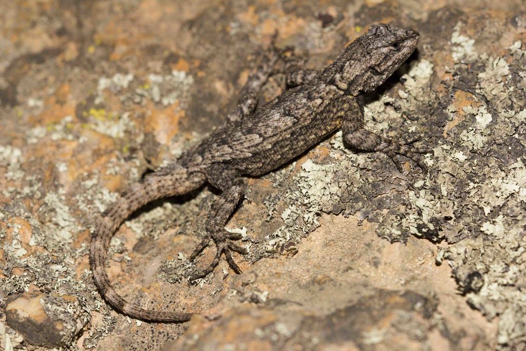 Lemos-Espinal's Spiny Lizard (Sceloporus lemosespinali)