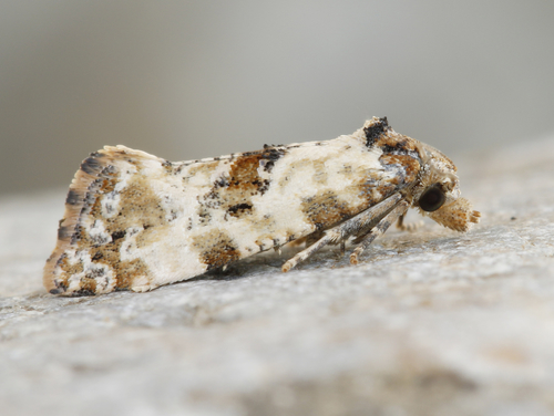 Cochylis molliculana Zeller, 1847