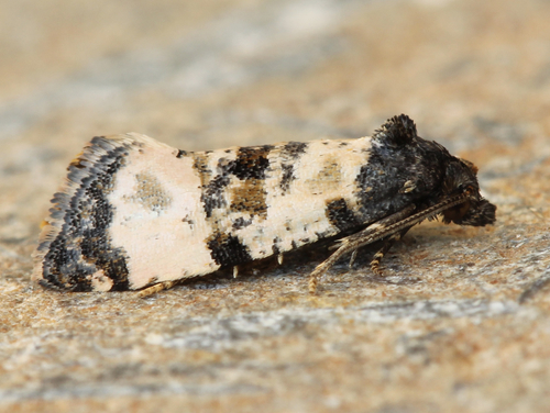Ragwort crown-boring moth