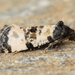 Cochylis atricapitana - Photo (c) David Beadle, todos los derechos reservados, subido por David Beadle