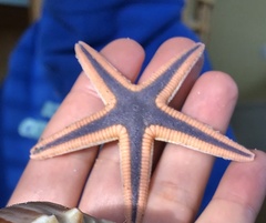 Astropecten articulatus - Wikipedia