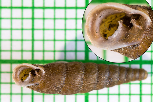 Paracochlodina orthostoma