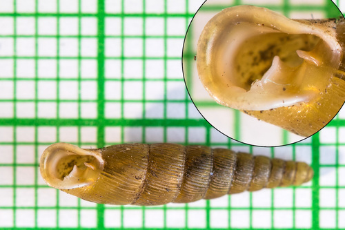 Paracochlodina orthostoma