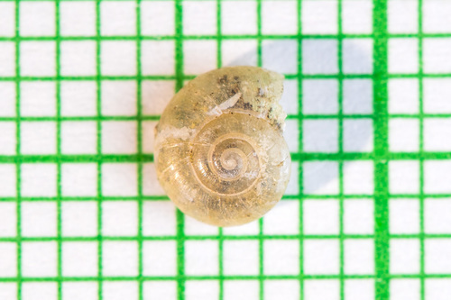 clear glass snail