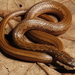 Two-spotted Snake - Photo (c) Eric Centenero Alcalá, all rights reserved, uploaded by Eric Centenero Alcalá
