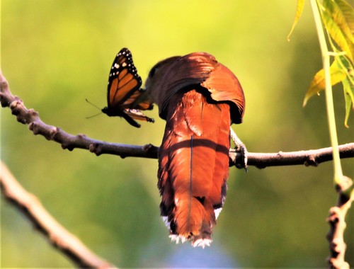 Common Squirrel-Cuckoo