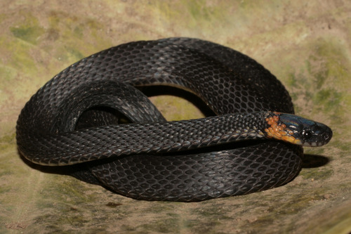 Ringneck Coffee Snake