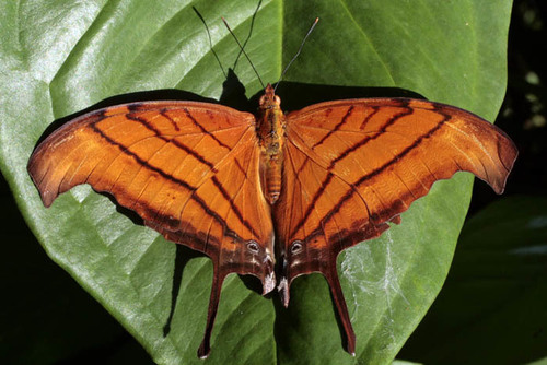 Ruddy Daggerwing