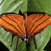 Marpesia petreus - Photo (c) Eric Centenero Alcalá, כל הזכויות שמורות, הועלה על ידי Eric Centenero Alcalá