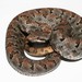 Cross-banded Mountain Rattlesnake - Photo (c) Eric Centenero Alcalá, all rights reserved, uploaded by Eric Centenero Alcalá