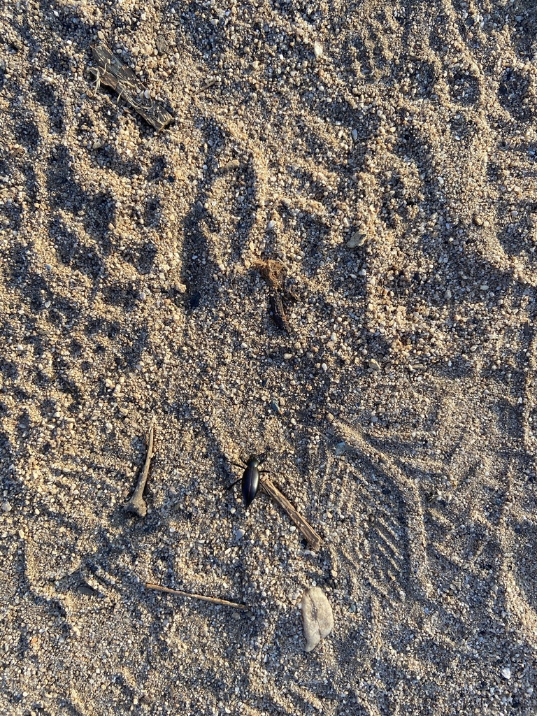 Desert Stink Beetles from Catalina State Park, Tucson, AZ, US on March ...