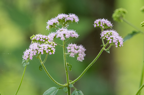 lavender thoroughwort (Fleischmannia pycnocephala)