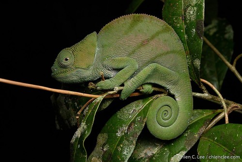 Parson's Chameleon