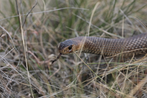Eastern Brown Snake sighting