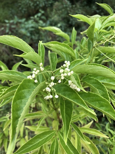 Sambucus australasica (Lindl.) Fritsch