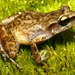 Lowland Chirping Frog - Photo (c) Eric Centenero Alcalá, all rights reserved, uploaded by Eric Centenero Alcalá
