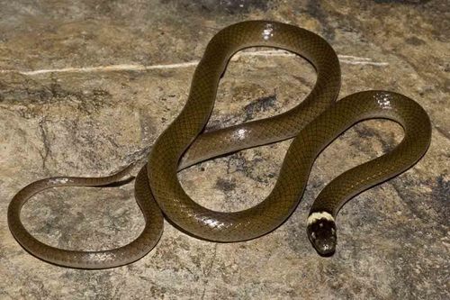 Bocourt's Black-headed Snake