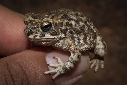 Michoacán Toad