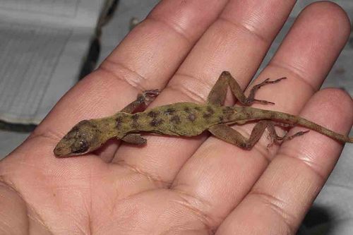 Dunn's Anole