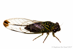 Selymbria pluvialis image