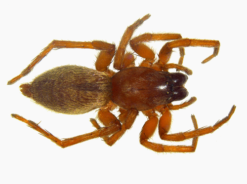 Clubiona latericia