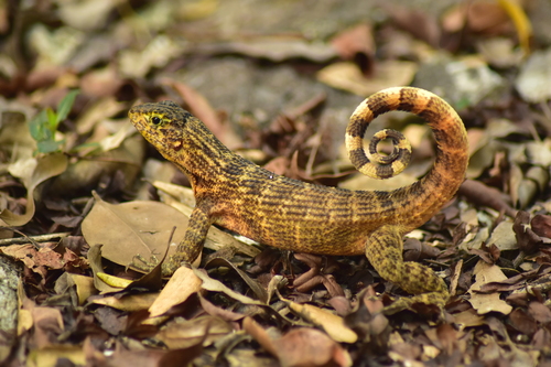 Northern Curly-tailed Lizard