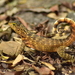 Northern Curly-tailed Lizard - Photo (c) Christopher Shepherd, all rights reserved, uploaded by Christopher Shepherd