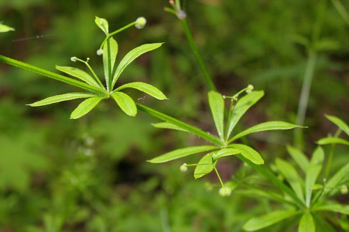 Kibusis lipikas nuotrauka