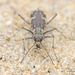 Puritan Tiger Beetle - Photo (c) Steve Collins, all rights reserved, uploaded by Steve Collins