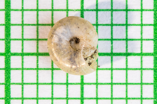 clear glass snail