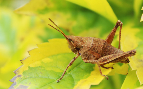Cornfield Grasshopper