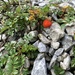 Rubus taiwanicolus - Photo (c) XiuXiu, כל הזכויות שמורות, הועלה על ידי XiuXiu