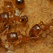 Tetramorium semilaeve - Photo (c) RUIZ Jean Marc, כל הזכויות שמורות, הועלה על ידי RUIZ Jean Marc