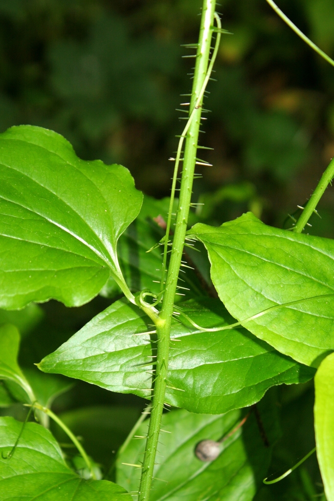 Smilax tamnoides — an easy houseplant, prefers partial sun light