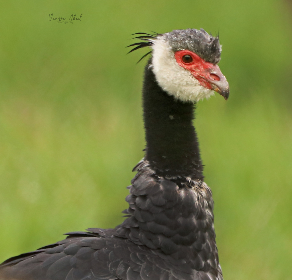 Northern Screamer photo
