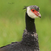 Northern Screamer - Photo (c) Vanesa Abad, all rights reserved, uploaded by Vanesa Abad