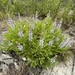 Lupinus diffusus - Photo (c) flwildbeauty, todos los derechos reservados, uploaded by flwildbeauty