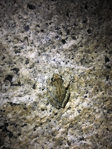 iNaturalist observation photo of Pacific chorus frog