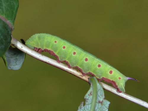 Broad-bordered Bee Hawkmoth