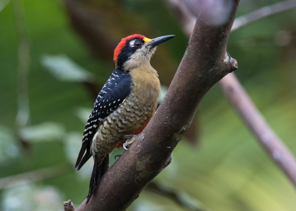 Black-cheeked Woodpecker photo