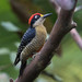 Black-cheeked Woodpecker - Photo (c) Richard Yank, all rights reserved, uploaded by Richard Yank