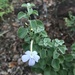 Barleria heterotricha heterotricha - Photo (c) Arnold Frisby, all rights reserved, uploaded by Arnold Frisby