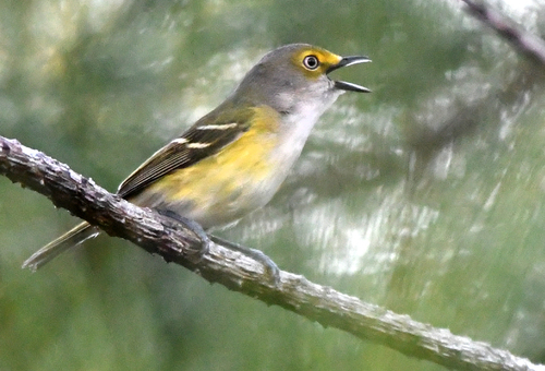 White-eyed Vireo