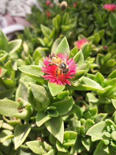 photo of Western Honey Bee (Apis mellifera)