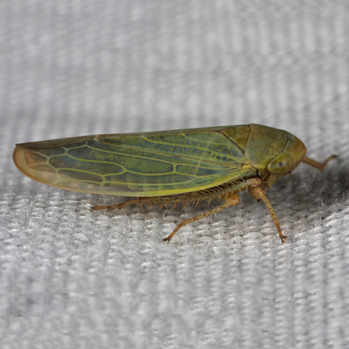Genus Thamnotettix · iNaturalist